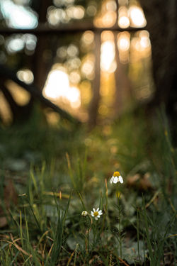 Drake_Kristy_GoldenLament