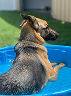 IMG_0368.jpeg