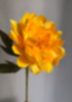 Peony