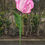 Thumbnail: Giant Parrot Tulip