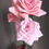 Thumbnail: Garden Rose