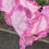 Thumbnail: Giant Parrot Tulip