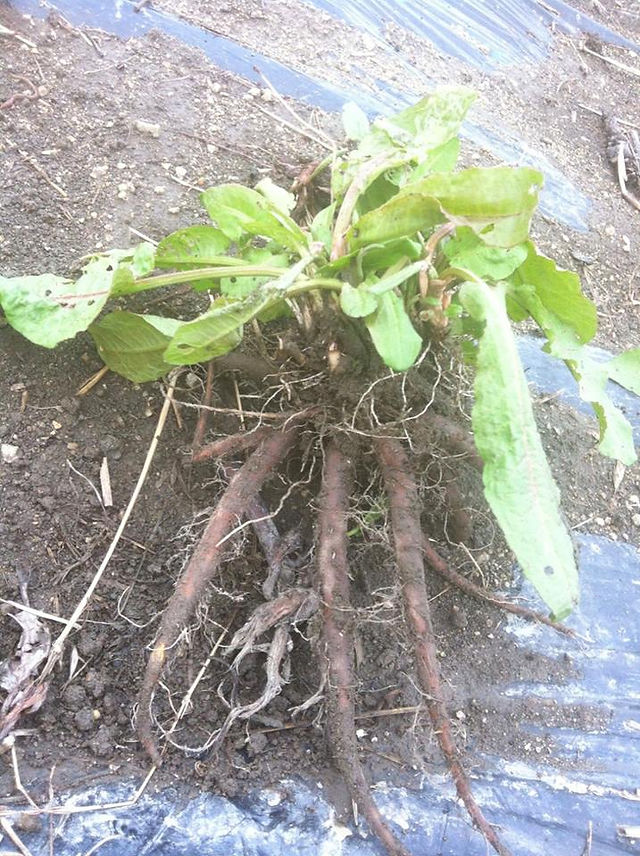 難敵の雑草 その名も ギシギシ 難敵の雑草 その名も ギシギシ