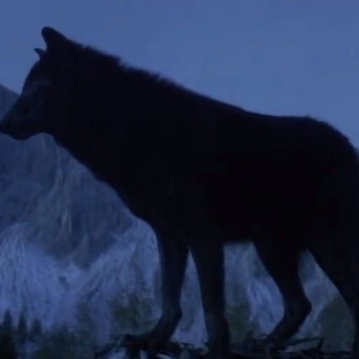 wolf_edited
