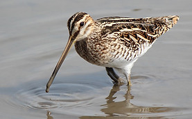 Bécassine des marais