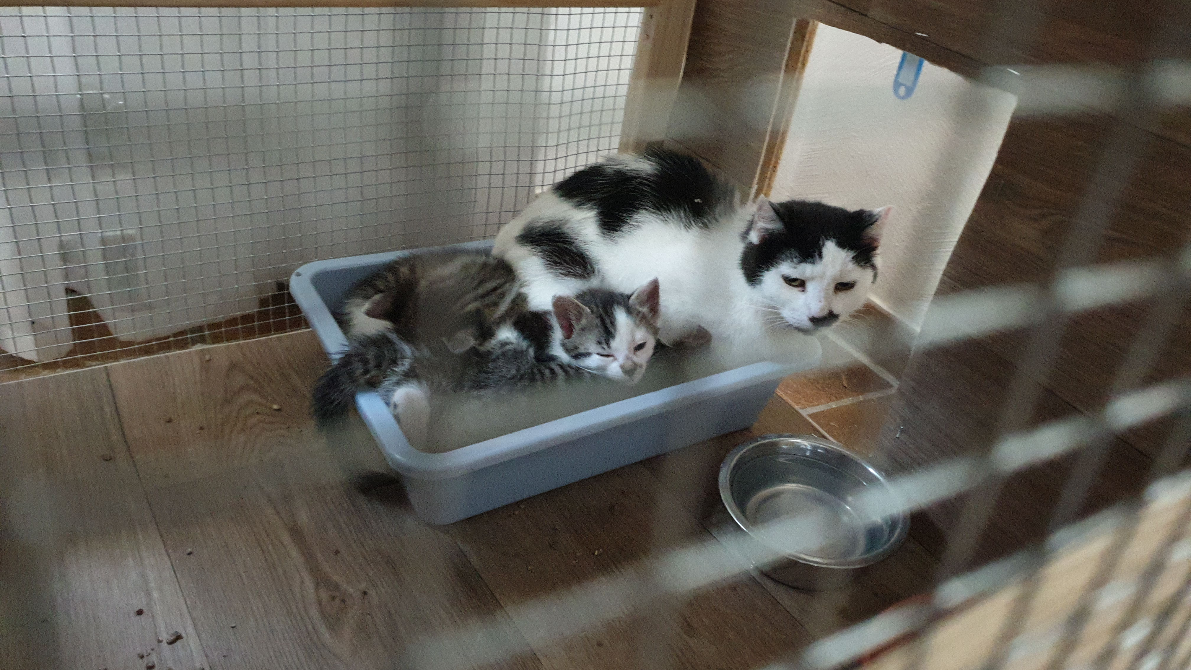 Mutter mit Kitten