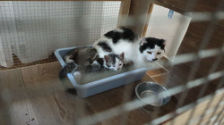 Mutter mit Kitten