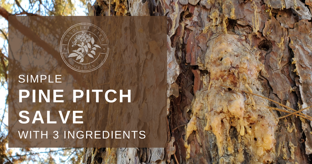How To Make Your Own Pine Pitch Salve Håndverk Farm