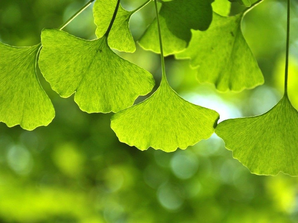 ginkgo-biloba-leaves-health-benefits-ris