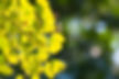 ginkgo-leaves-in-autumn-PKXGKL7.jpg