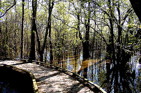 Black bayou pic.jpeg
