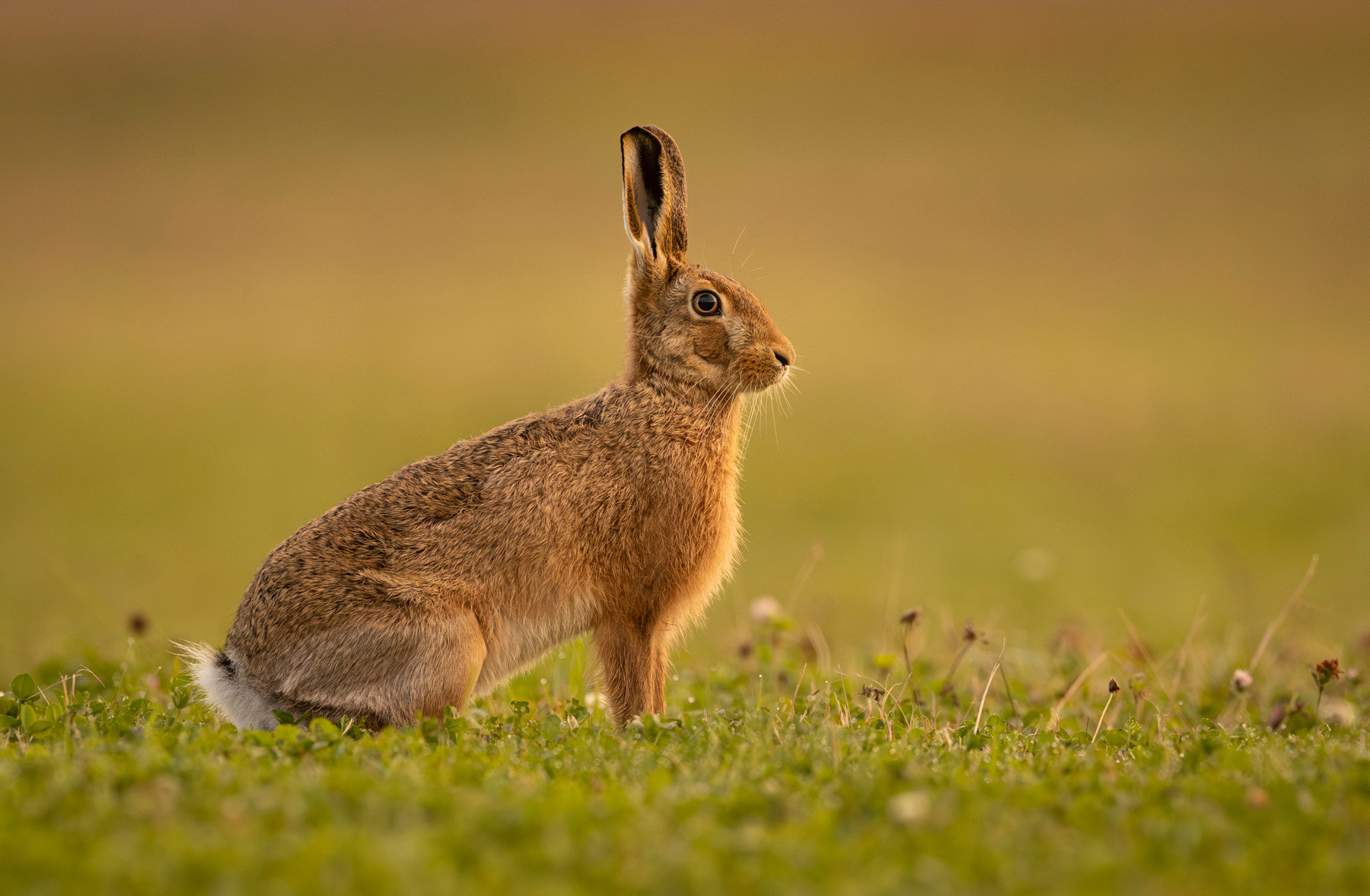 Simply Hare