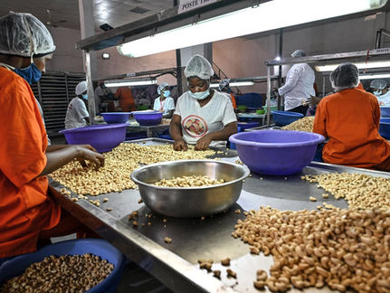cajou côte d'ivoire