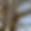 Thumbnail: Bushveld trees