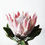 Thumbnail: PROTEA & FYNBOS TOUR