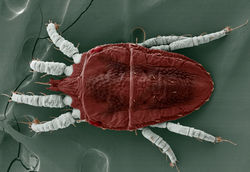 Brevipalpus phoenicis