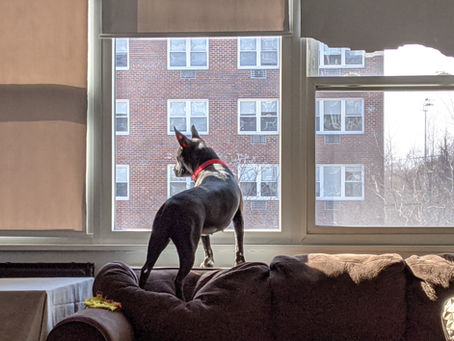 A dog staring out the window