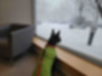 My dog, Minnie, looking outside at the snow and giving me a big ol' NOPE
