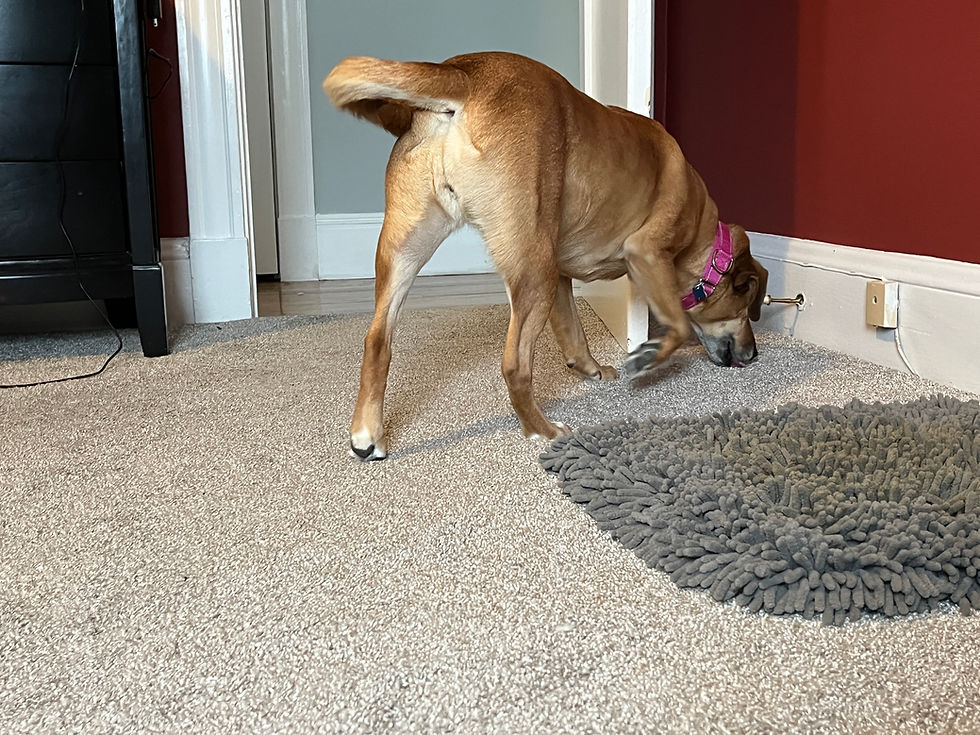 Lacy searches for treats hidden behind the door.