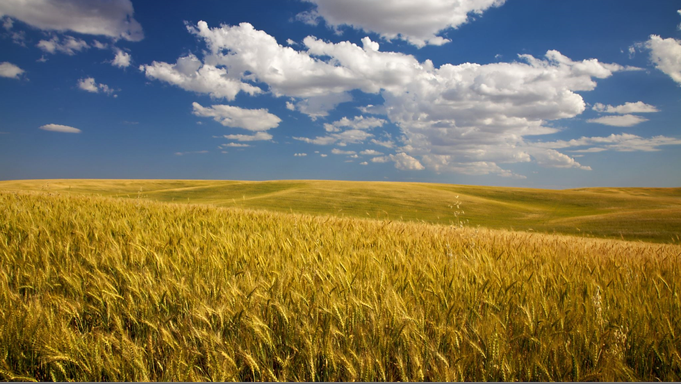 WheatStock1.png