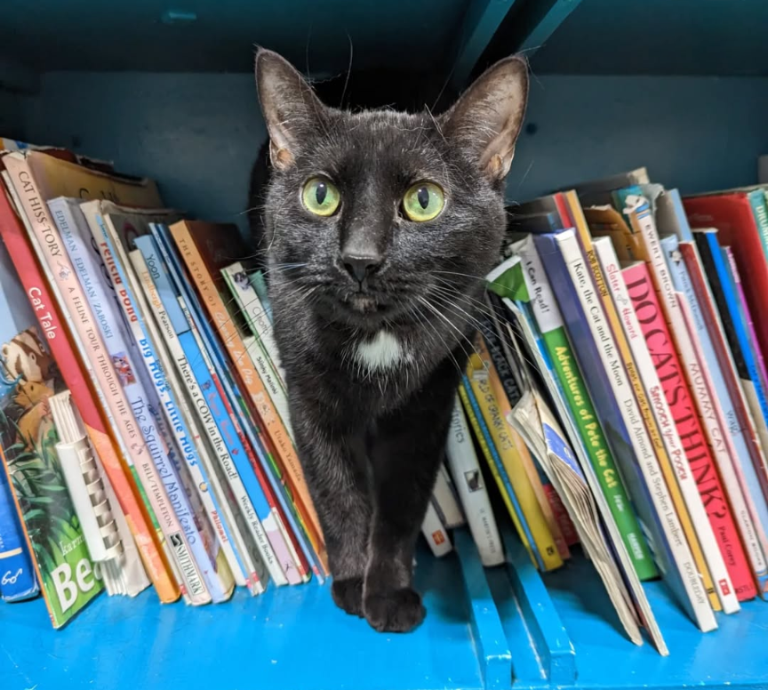 cat