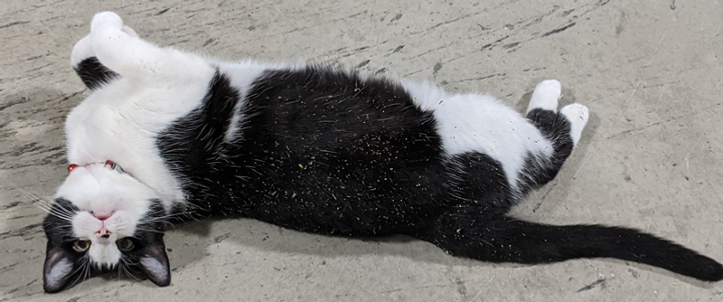 cat rolling in catnip