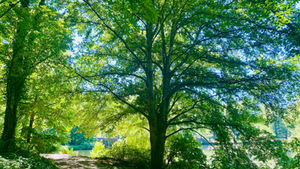 Spiritual Emergence/y Part 2 | Paradigms of Crisis & Growth