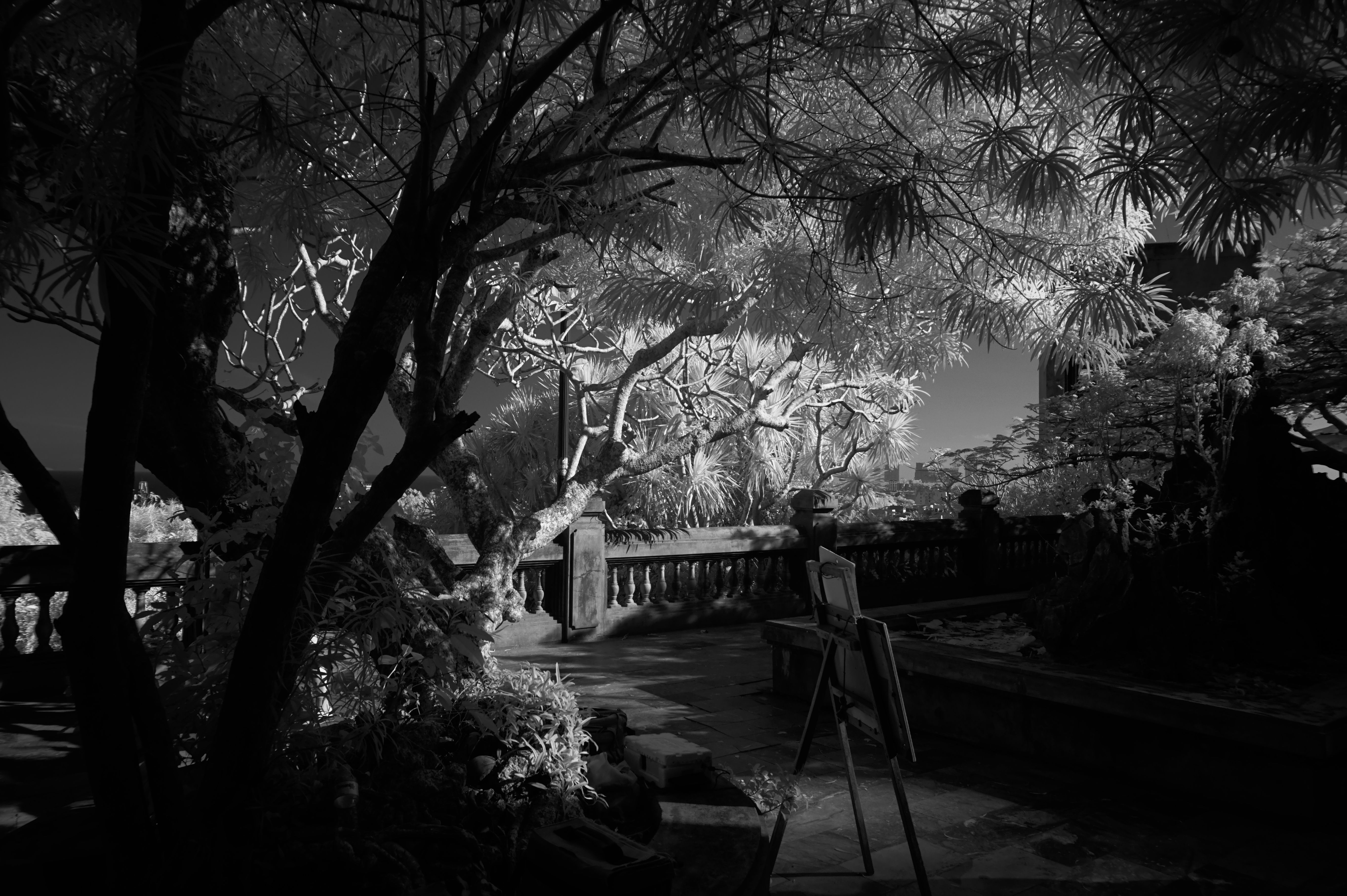 Signed Infrared Photo 6