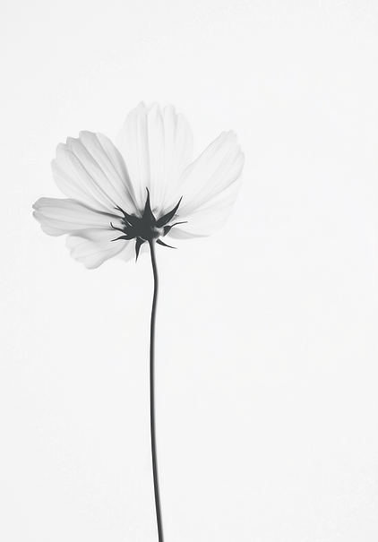 yuvalna_photo_of_black_and_white_flower_