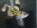 Thumbnail: Yellow Tiger King Cobra BDS Guppy