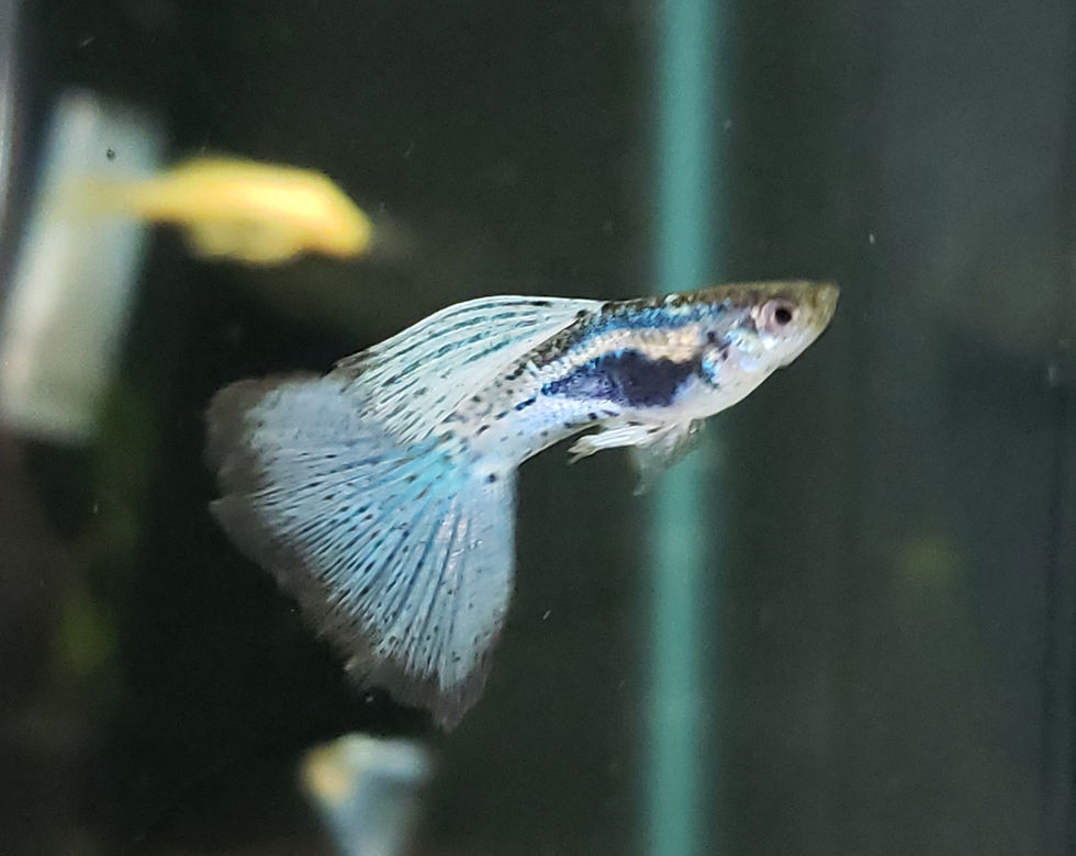 Thumbnail: Blue Grass High Dorsal Guppy