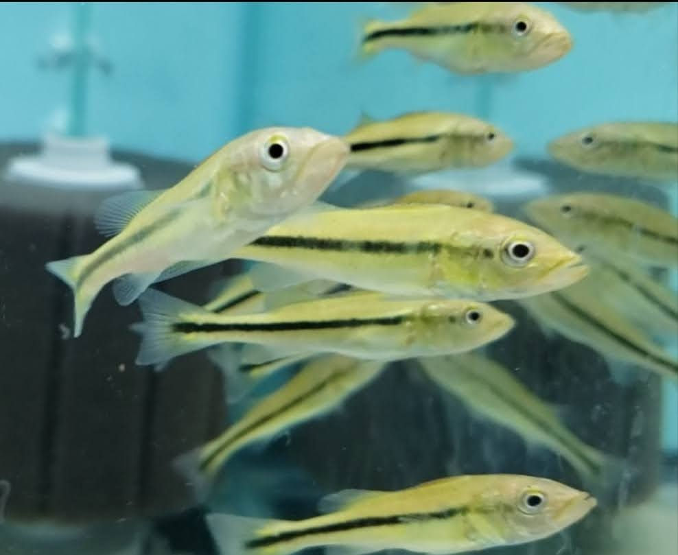 Temensis Peacock Bass