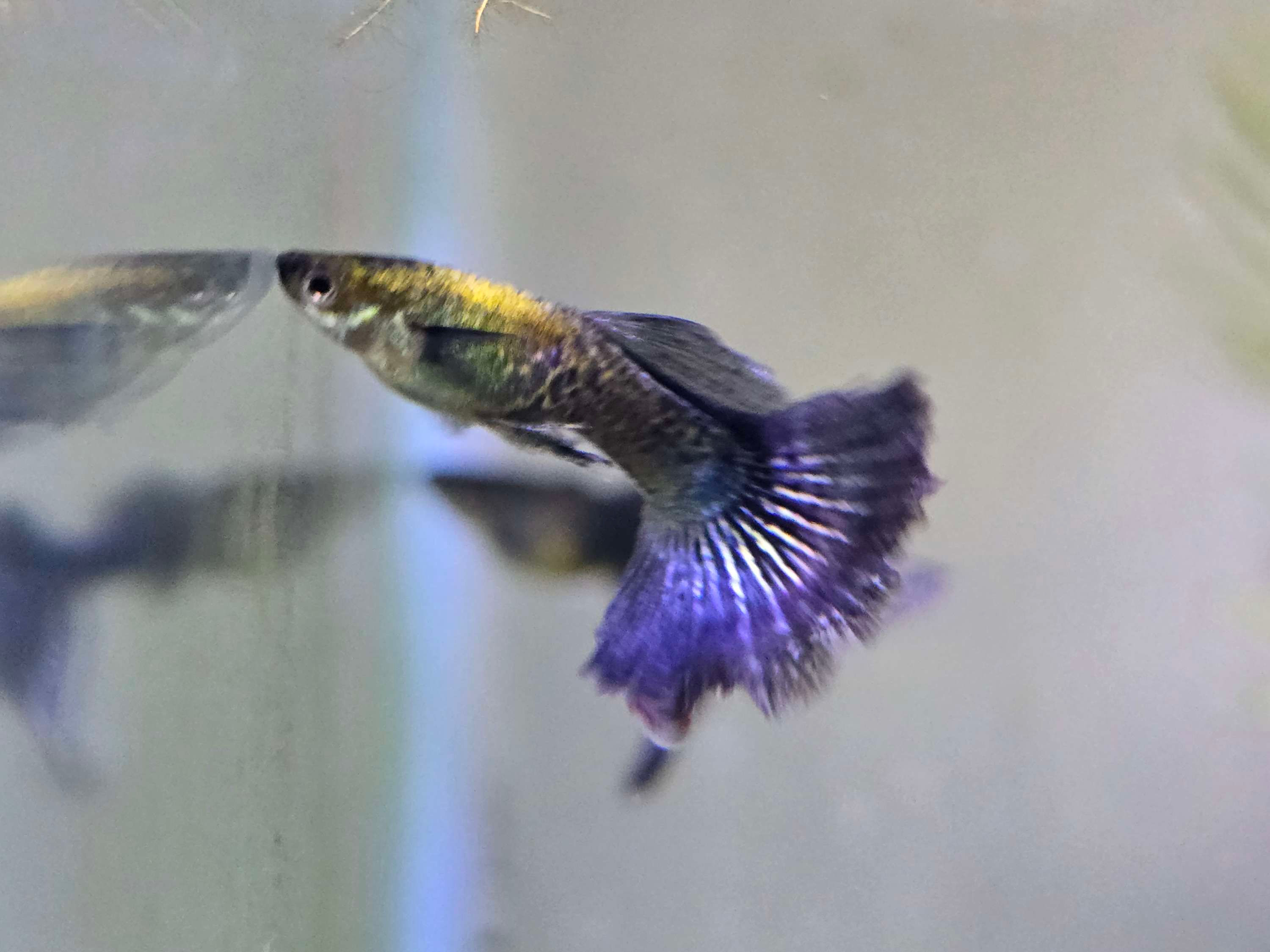 Purple Dragon Guppy