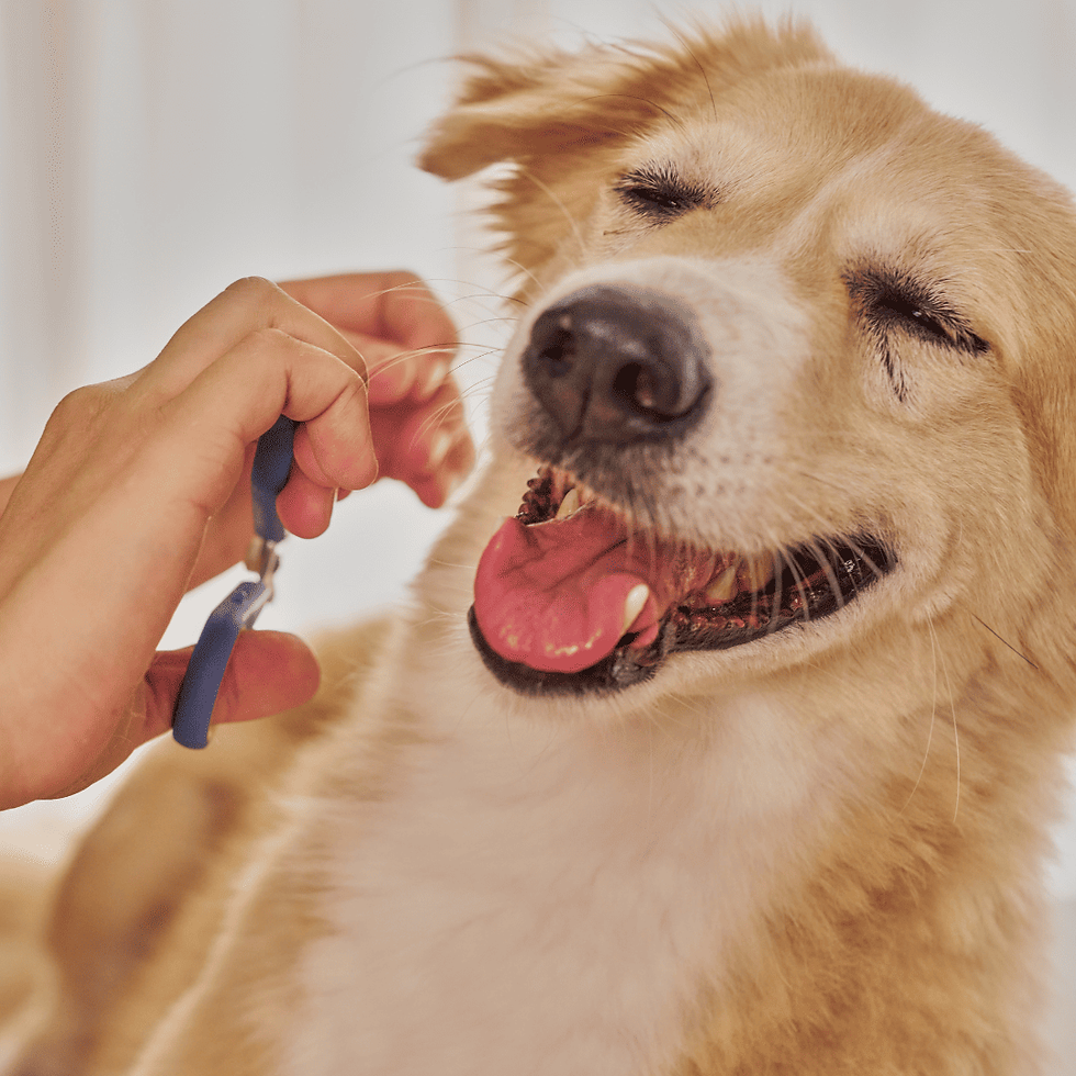 A happy, relaxed dog smiling during a gentle facial trim to demonstrate stress-free grooming and positive reinforcement.