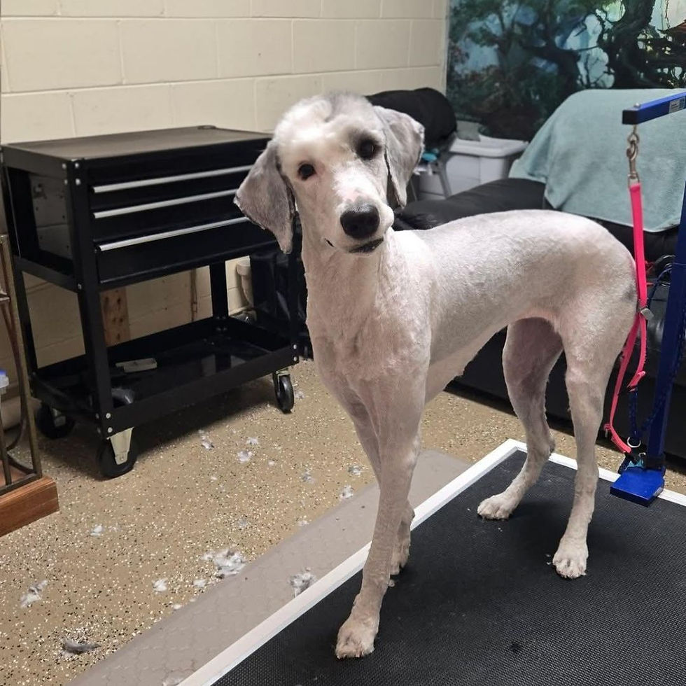 A dog named Birdie on a grooming table after a professional reset shave to remove painful dog matting at a pet salon in Fort Myers.
