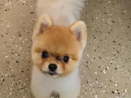 A cute small dog with a teddy bear cut, showing a stress-free outcome of our tips on how to calm a nervous dog