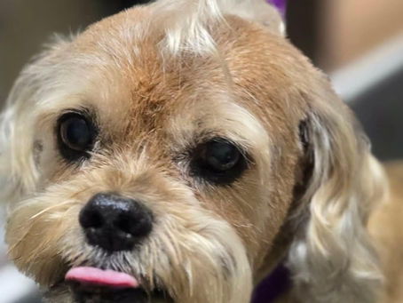 A small brown dog showing off a neat topknot and a freshly trimmed coat, looking calm and relaxed after a successful visit to a Fort Myers pet grooming salon.