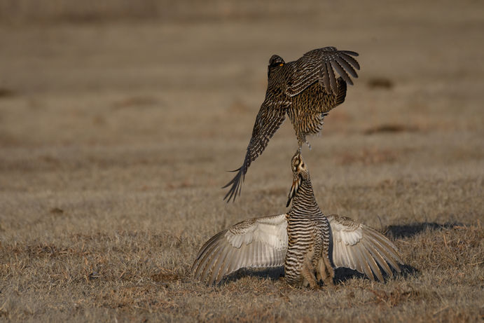 prairie chickens flying kearney nebraska