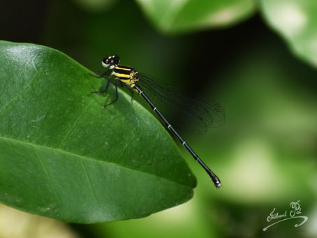 Dragonfly on Leaf