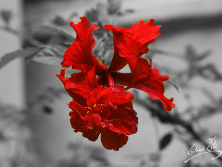 Selective Color: Hibiscus