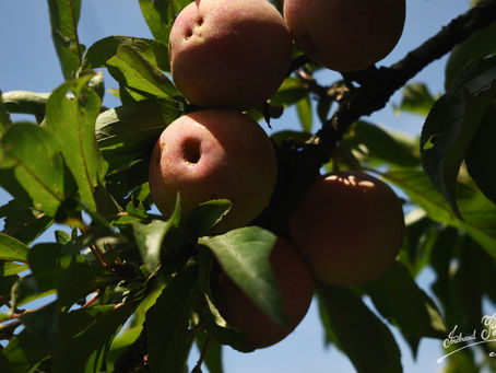 Pears and Plums