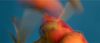 website banner.png