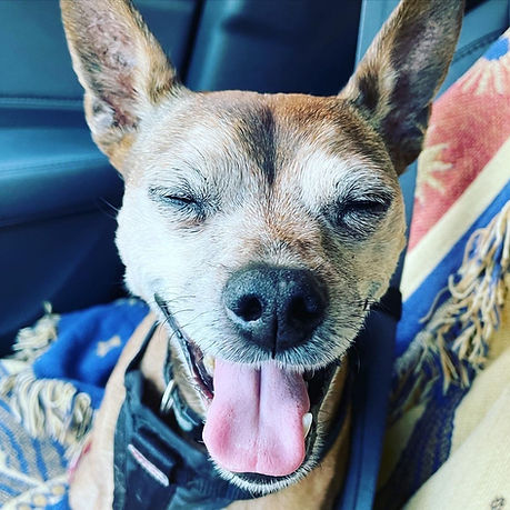 Stella