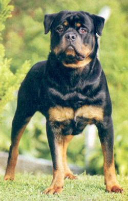 ROTTWEILER.jpg
