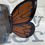 Thumbnail: Butterfly Mug