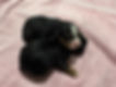 Mini Bernedoodle Puppies Females
