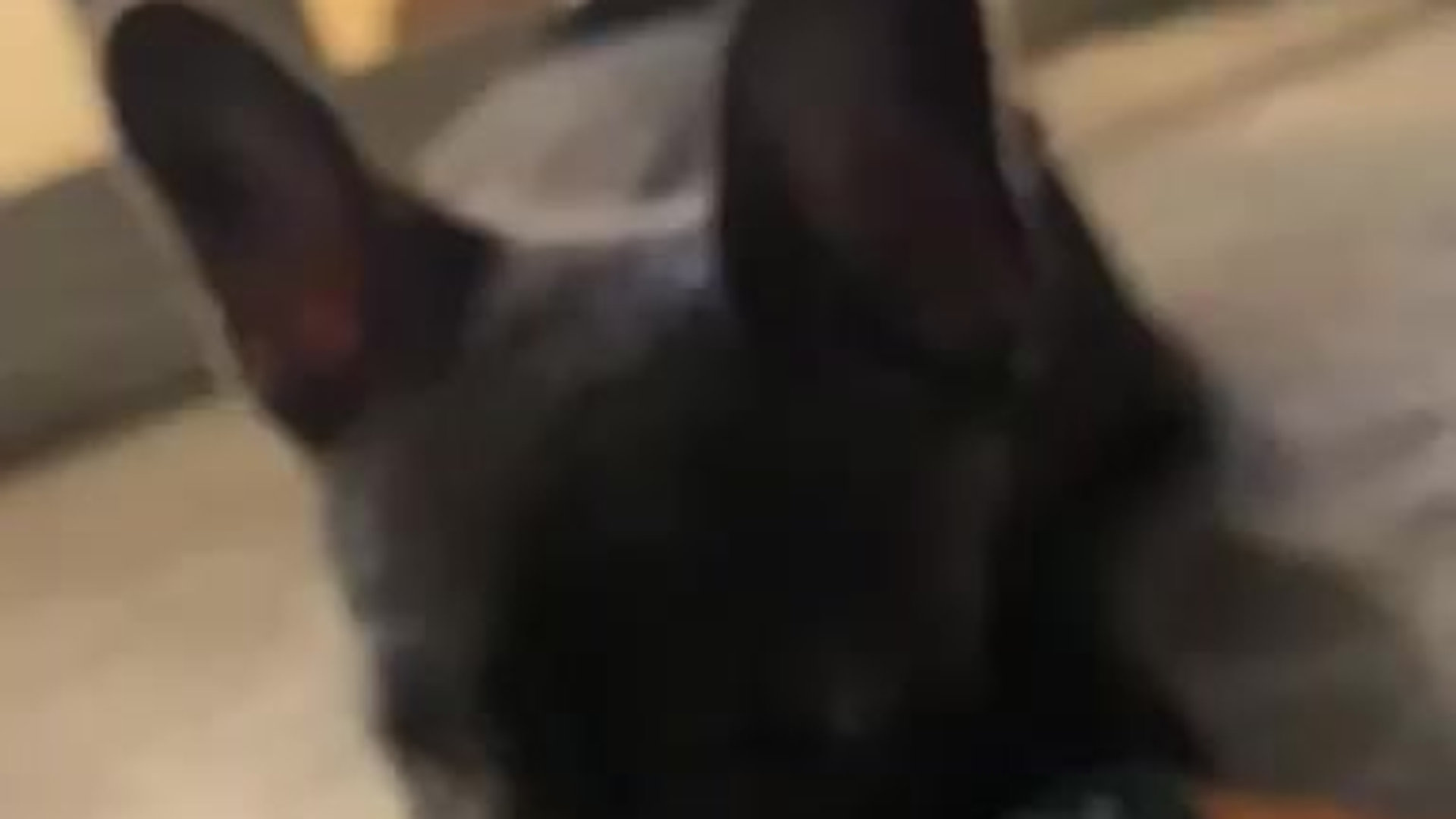 Woodland Frenchies