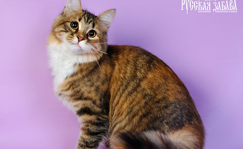 сибирские кошки, котята, siberian cats, kitten, сибирские кошки, котята, siberian cats, kitten