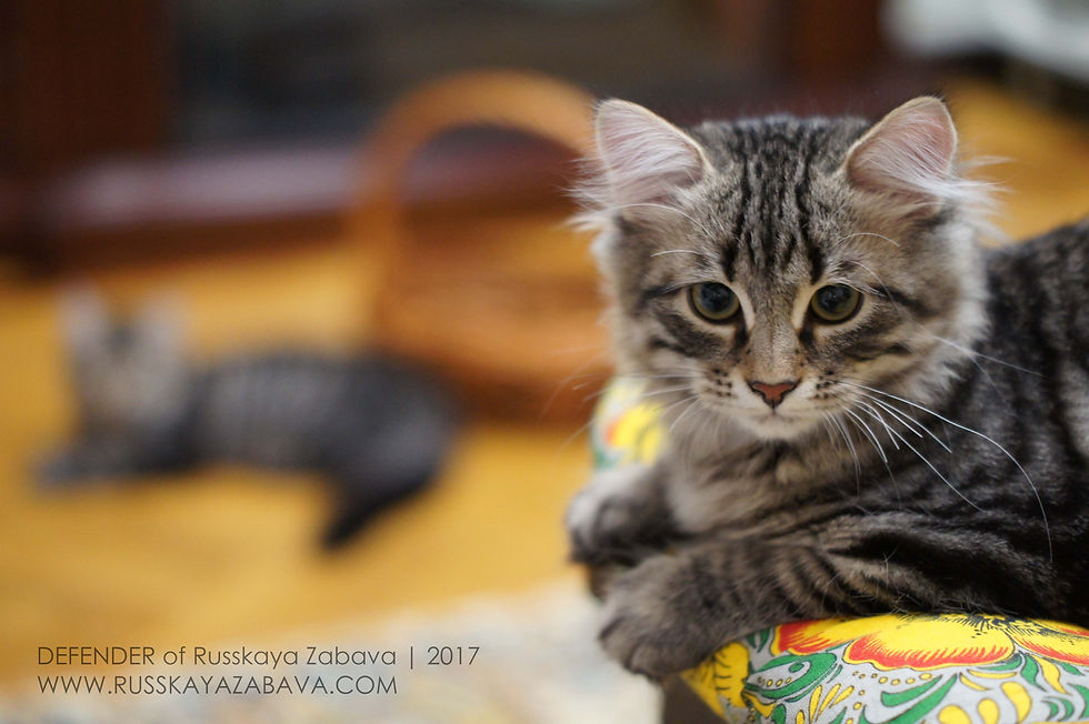 DEFENDER of Russkaya Zabava