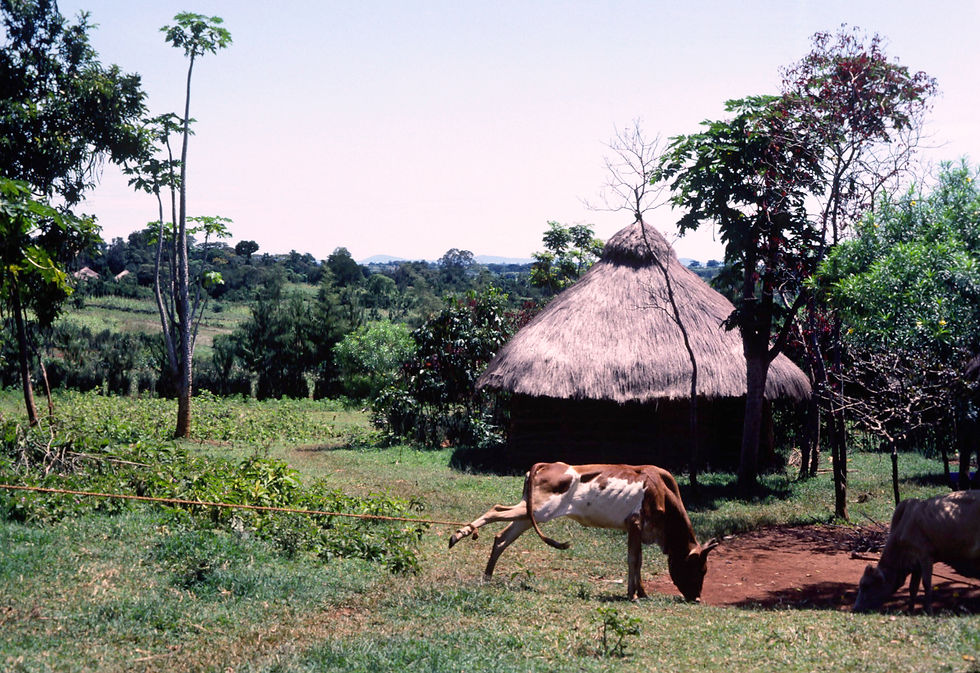 The Grass is Greener-Kenya